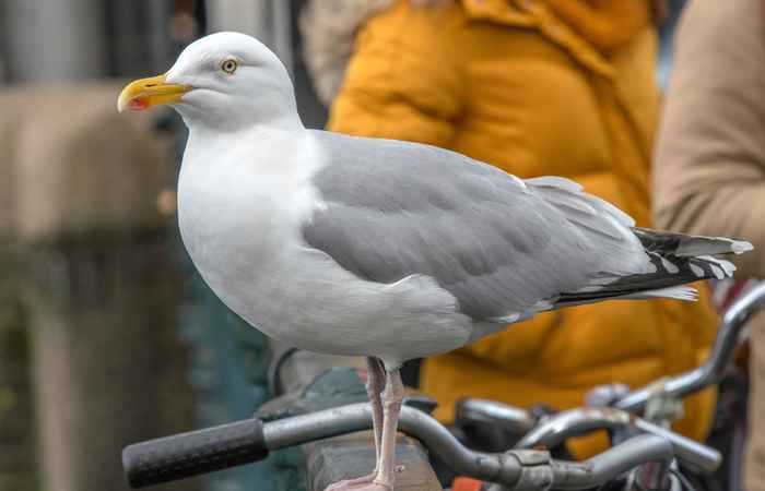 Gull in amsterdam